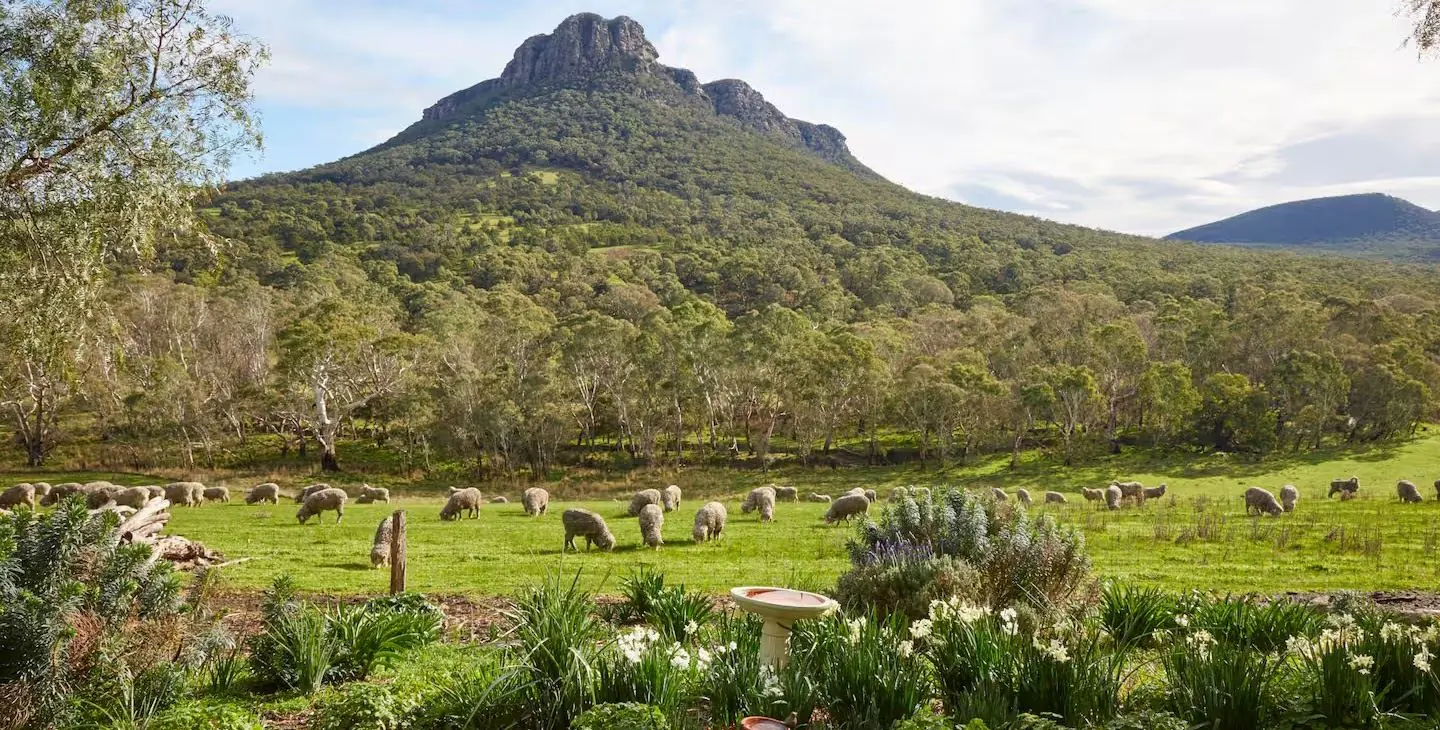 Merino ewes grazing in green paddocks beneath the rocky escarpment of Mount Sturgeon